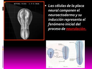  Las células de la placa
neural componen el
neuroectodermo y su
inducción representa el
fenómeno inicial del
proceso de neurulación.
 