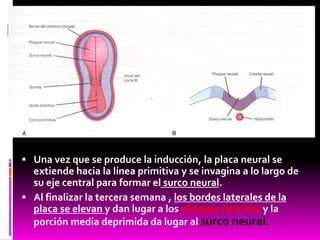  Una vez que se produce la inducción, la placa neural se
extiende hacia la línea primitiva y se invagina a lo largo de
su eje central para formar el surco neural.
 Al finalizar la tercera semana , los bordes laterales de la
placa se elevan y dan lugar a los pliegues neurales y la
porción media deprimida da lugar al surco neural.
 