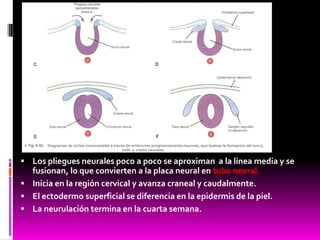  Los pliegues neurales poco a poco se aproximan a la línea media y se
fusionan, lo que convierten a la placa neural en tubo neural.
 Inicia en la región cervical y avanza craneal y caudalmente.
 El ectodermo superficial se diferencia en la epidermis de la piel.
 La neurulación termina en la cuarta semana.
 