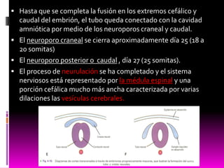  Hasta que se completa la fusión en los extremos cefálico y
caudal del embrión, el tubo queda conectado con la cavidad
amniótica por medio de los neuroporos craneal y caudal.
 El neuroporo craneal se cierra aproximadamente día 25 (18 a
20 somitas)
 El neuroporo posterior o caudal , día 27 (25 somitas).
 El proceso de neurulación se ha completado y el sistema
nerviosos está representado por la médula espinal y una
porción cefálica mucho más ancha caracterizada por varias
dilaciones las vesículas cerebrales.
 