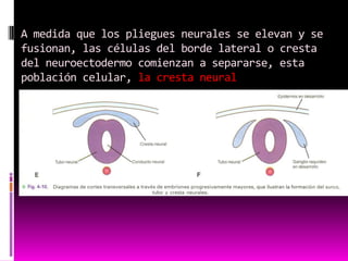 A medida que los pliegues neurales se elevan y se
fusionan, las células del borde lateral o cresta
del neuroectodermo comienzan a separarse, esta
población celular, la cresta neural
 