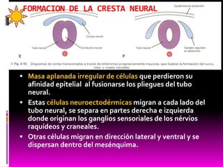 FORMACION DE LA CRESTA NEURAL
 Masa aplanada irregular de células que perdieron su
afinidad epitelial al fusionarse los pliegues del tubo
neural.
 Estas células neuroectodérmicas migran a cada lado del
tubo neural, se separa en partes derecha e izquierda
donde originan los ganglios sensoriales de los nérvios
raquídeos y craneales.
 Otras células migran en dirección lateral y ventral y se
dispersan dentro del mesénquima.
 