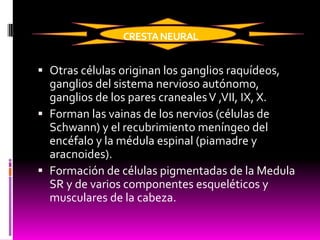 CRESTANEURAL
 Otras células originan los ganglios raquídeos,
ganglios del sistema nervioso autónomo,
ganglios de los pares cranealesV ,VII, IX, X.
 Forman las vainas de los nervios (células de
Schwann) y el recubrimiento meníngeo del
encéfalo y la médula espinal (piamadre y
aracnoides).
 Formación de células pigmentadas de la Medula
SR y de varios componentes esqueléticos y
musculares de la cabeza.
 