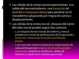  Las células de la cresta neural experimentan a su
salida del neuroectodermo una transición de
epitelial a mesenquimatosa para penetrar en el
mesodermo subyacente por migración activa y
desplazamiento.
 Las células de la cresta neural , despues del cierre
del tubo neural pueden seguir dos caminos:
 1. un trayecto dorsal a través de la dérmis, entra al
ectodermo a través de perforaciones de la capa basal y
formar los melanocitos en la piel y los folículos
pilosos.
 2.Un recorrido ventral a través de la mitad anterior de
cada somita para dar origen a neuronas de ganglios
sensoriales, simpáticos y entéricos, células de
Schwann y células de la médula suprarrenal.
 