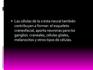 Las células de la cresta neural también
contribuyen a formar: el esqueleto
craneofacial, aporta neuronas para los
ganglios craneales, células gliales,
melanocitos y otros tipos de células.
 