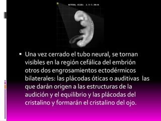  Una vez cerrado el tubo neural, se tornan
visibles en la región cefálica del embrión
otros dos engrosamientos ectodérmicos
bilaterales: las plácodas óticas o auditivas las
que darán origen a las estructuras de la
audición y el equilibrio y las plácodas del
cristalino y formarán el cristalino del ojo.
 