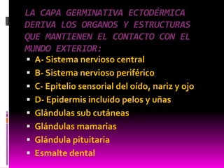 LA CAPA GERMINATIVA ECTODÉRMICA
DERIVA LOS ORGANOS Y ESTRUCTURAS
QUE MANTIENEN EL CONTACTO CON EL
MUNDO EXTERIOR:
 A- Sistema nervioso central
 B- Sistema nervioso periférico
 C- Epitelio sensorial del oído, nariz y ojo
 D- Epidermis incluido pelos y uñas
 Glándulas sub cutáneas
 Glándulas mamarias
 Glándula pituitaria
 Esmalte dental
 
