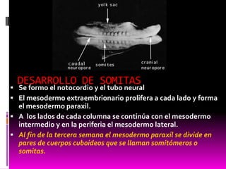 DESARROLLO DE SOMITAS
 Se formo el notocordio y el tubo neural
 El mesodermo extraembrionario prolifera a cada lado y forma
el mesodermo paraxil.
 A los lados de cada columna se continúa con el mesodermo
intermedio y en la periferia el mesodermo lateral.
 Al fin de la tercera semana el mesodermo paraxil se divide en
pares de cuerpos cuboideos que se llaman somitómeros o
somitas.
 