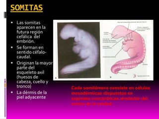 SOMITAS
 Las somitas
aparecen en la
futura región
cefálica del
embrión.
 Se forman en
sentido céfalo-
caudal.
 Originan la mayor
parte del
esqueleto axil
(huesos de
cabeza, cuello y
tronco)
 La dérmis de la
piel adyacente
Cada somitómero consiste en células
mesodérmicas dispuestas en
espirales concéntricas alrededor del
centro de la unidad.
 