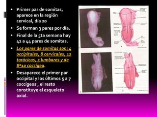  Primer par de somitas,
aparece en la región
cervical, día 20
 Se forman 3 pares por día.
 Final de la 5ta semana hay
42 a 44 pares de somitas.
 Los pares de somitas son: 4
occipitales, 8 cervicales, 12
torácicos, 5 lumbares y de
8ª10 coccígea.
 Desaparece el primer par
occipital y los últimos 5 a 7
coccígeos , el resto
constituye el esqueleto
axial.
 