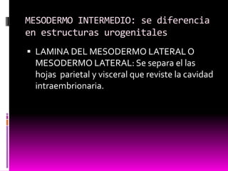 MESODERMO INTERMEDIO: se diferencia
en estructuras urogenitales
 LAMINA DEL MESODERMO LATERAL O
MESODERMO LATERAL: Se separa el las
hojas parietal y visceral que reviste la cavidad
intraembrionaria.
 