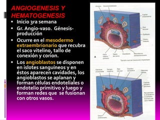  Inicio 3ra semana
 Gr. Angio-vaso. Génesis-
producción
 Ocurre en el mesodermo
extraembrionario que recubra
el saco vitelino, tallo de
conexión y corion.
 Los angioblastos se disponen
en islotes sanguíneos y en
éstos aparecen cavidades, los
angioblastos se aplanan y
forman células endoteliales o
endotelio primitivo y luego y
forman redes que se fusionan
con otros vasos.
ANGIOGENESIS Y
HEMATOGENESIS
 