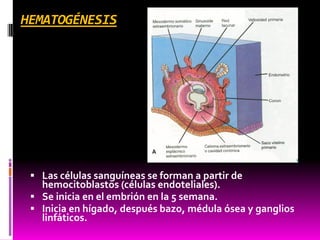 HEMATOGÉNESIS
 Las células sanguíneas se forman a partir de
hemocitoblastos (células endoteliales).
 Se inicia en el embrión en la 5 semana.
 Inicia en hígado, después bazo, médula ósea y ganglios
linfáticos.
 