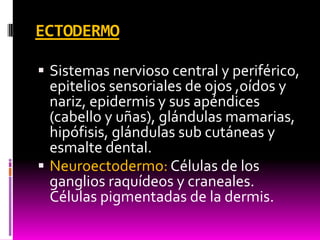 ECTODERMO
 Sistemas nervioso central y periférico,
epitelios sensoriales de ojos ,oídos y
nariz, epidermis y sus apéndices
(cabello y uñas), glándulas mamarias,
hipófisis, glándulas sub cutáneas y
esmalte dental.
 Neuroectodermo: Células de los
ganglios raquídeos y craneales.
Células pigmentadas de la dermis.
 