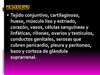 MESODERMO
 Tejido conjuntivo, cartilaginoso,
hueso, músculo liso y estriado,
corazón, vasos, células sanguíneas y
linfáticas, riñones, ovarios y testículos,
conductos genitales, serosas que
cubren pericardio, pleura y peritoneo,
bazo y corteza de glándula
suprarrenal.
 