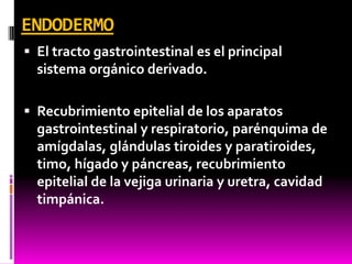 ENDODERMO
 El tracto gastrointestinal es el principal
sistema orgánico derivado.
 Recubrimiento epitelial de los aparatos
gastrointestinal y respiratorio, parénquima de
amígdalas, glándulas tiroides y paratiroides,
timo, hígado y páncreas, recubrimiento
epitelial de la vejiga urinaria y uretra, cavidad
timpánica.
 