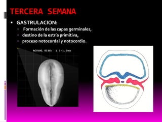 TERCERA SEMANA
 GASTRULACION:
 Formación de las capas germinales,
 destino de la estría primitiva,
 proceso notocordal y notocordio.
 