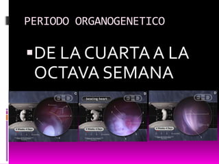 PERIODO ORGANOGENETICO
DE LA CUARTA A LA
OCTAVA SEMANA
 
