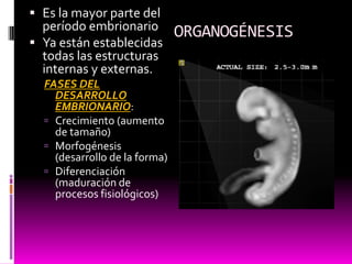 ORGANOGÉNESIS
 Es la mayor parte del
período embrionario
 Ya están establecidas
todas las estructuras
internas y externas.
FASES DEL
DESARROLLO
EMBRIONARIO:
 Crecimiento (aumento
de tamaño)
 Morfogénesis
(desarrollo de la forma)
 Diferenciación
(maduración de
procesos fisiológicos)
 