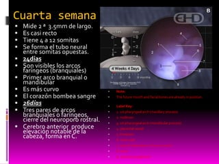 Cuarta semana
 Mide 2 ª 3.5mm de largo.
 Es casi recto
 Tiene 4 a 12 somitas
 Se forma el tubo neural
entre somitas opuestas.
 24días
 Son visibles los arcos
faríngeos (branquiales)
 Primer arco branquial o
mandibular
 Es más curvo
 El corazón bombea sangre
 26días
 Tres pares de arcos
branquiales o faríngeos,
cierre del neuroporo rostral.
 Cerebro anterior produce
elevación notable de la
cabeza, forma en C.
• Note:
• The future mouth and facial bones are already in position.
• Label Key:
• 1. 1st pharyngeal arch (maxillary process)
• 2. midbrain
• 3. 1st pharyngeal arch (mandibular process)
• 4. placental vessel
• 5. forebrain
• 6. chest wall
• 7. area of stomodeum (future mouth)
• 8. heart
• 9. 2nd pharyngeal arch
 