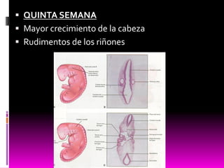  QUINTA SEMANA
 Mayor crecimiento de la cabeza
 Rudimentos de los riñones
 