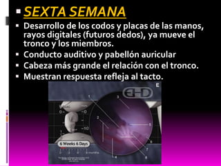 SEXTA SEMANA
 Desarrollo de los codos y placas de las manos,
rayos digitales (futuros dedos), ya mueve el
tronco y los miembros.
 Conducto auditivo y pabellón auricular
 Cabeza más grande el relación con el tronco.
 Muestran respuesta refleja al tacto.
 