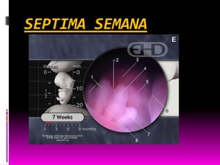 SEPTIMA SEMANA
 