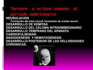 Tercera a octava semana: el
periodo embrionario
NEURULACION
Formación del tubo neural, formación de cresta neural.
DESARROLLO DE SOMITAS
DESARROLLO DEL CELOMA INTRAEMBRIONARIO
DESARROLLO TEMPRANO DEL APARATO
CARDIOPULMONAR.
ANGIOGENESIS Y HEMATOGÉNESIS
DESARROLLO POSTERIOR DE LAS VELLOSIDADES
CORIONICAS.
 