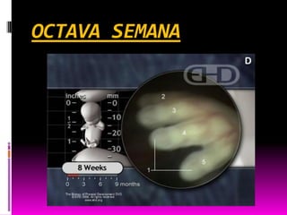 OCTAVA SEMANA
 