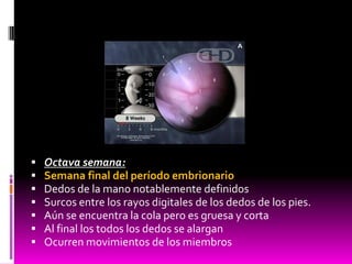  Octava semana:
 Semana final del período embrionario
 Dedos de la mano notablemente definidos
 Surcos entre los rayos digitales de los dedos de los pies.
 Aún se encuentra la cola pero es gruesa y corta
 Al final los todos los dedos se alargan
 Ocurren movimientos de los miembros
 