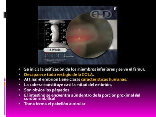  Se inicia la osificación de los miembros inferiores y se ve el fémur.
 Desaparece todo vestigio de la COLA.
 Al final el embrión tiene claras características humanas.
 La cabeza constituye casi la mitad del embrión.
 Son obvios los párpados
 El intestino se encuentra aún dentro de la porción proximal del
cordón umbilical
 Toma forma el pabellón auricular
 