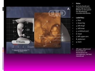 • Note:
• Activity levels are
quite high at times.
Motion is very good
for developing
muscles and bones.
• Label Key:
• 1. foot
• 2. lower leg
• 3. left thigh
• 4. left knee
• 5. umbilical cord
• 6. head
• 7. left upper arm
• 8. abdomen
• 9. back
•
• All ages referenced
from date of
fertilization (or
conception), not last
menstrual
 