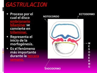 GASTRULACION
 Proceso por el
cual el disco
embrionario
bilaminar se
convierte en
trilaminar.
 Representa el
inicio de la
morfogénesis.
 Es el fenómeno
más importante
durante la tercera
semana.
CAVIDAD
AMNIOTICA
SACO
VITELINO
ECTODERMO
M
E
S
O
D
E
R
M
O
ENDODERMO
NOTOCORDO
 