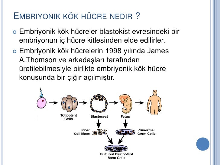 Tup Bebek Kok Hucre Nakli Anatolia Tup Bebek Merkezi