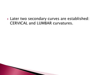 

Later two secondary curves are established:
CERVICAL and LUMBAR curvatures.

 