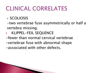 SCOLIOSIS
-two vertebrae fuse asymmetrically or half a
vertebra missing.

KLIPPEL-FEIL SEQUENCE
-fewer than normal cervical vertebrae
-vertebrae fuse with abnormal shape
-associated with other defects.


 