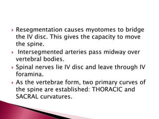 







Resegmentation causes myotomes to bridge
the IV disc. This gives the capacity to move
the spine.
Intersegmented arteries pass midway over
vertebral bodies.
Spinal nerves lie IV disc and leave through IV
foramina.
As the vertebrae form, two primary curves of
the spine are established: THORACIC and
SACRAL curvatures.

 