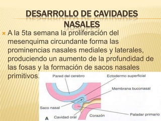 DESARROLLO DE CAVIDADES
                NASALES
   A la 5ta semana la proliferación del
    mesenquima circundante forma las
    prominencias nasales mediales y laterales,
    produciendo un aumento de la profundidad de
    las fosas y la formación de sacos nasales
    primitivos.
 