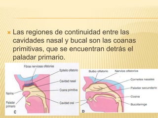    Las regiones de continuidad entre las
    cavidades nasal y bucal son las coanas
    primitivas, que se encuentran detrás el
    paladar primario.
 