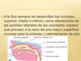    A la 8va semana se desarrollan los cornetes
    superior, medio e inferior, como elevaciones de
    las paredes laterales de las cavidades nasales
    que proveen a la nariz de una mayor superficie
    mucosa para la entrada y calentamiento de aire
 