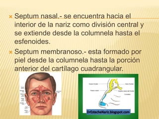  Septum nasal.- se encuentra hacia el
  interior de la nariz como división central y
  se extiende desde la columnela hasta el
  esfenoides.
 Septum membranoso.- esta formado por
  piel desde la columnela hasta la porción
  anterior del cartílago cuadrangular.
 