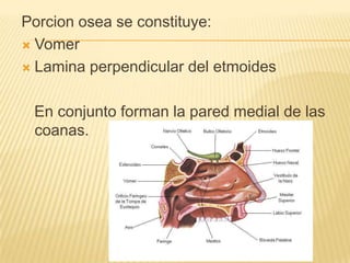 Porcion osea se constituye:
 Vomer

 Lamina perpendicular del etmoides



 En conjunto forman la pared medial de las
 coanas.
 