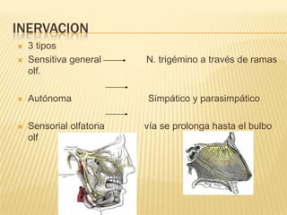INERVACION
   3 tipos
   Sensitiva general     N. trigémino a través de ramas
    olf.

   Autónoma              Simpático y parasimpático

   Sensorial olfatoria   vía se prolonga hasta el bulbo
    olf
 