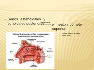    Senos esfenoidales y
    etmoidales posteriores hacia el meato y cornete
                        Drenan



                                 superior
                                      Porcion superior de pared
                                      lateral nasal
 