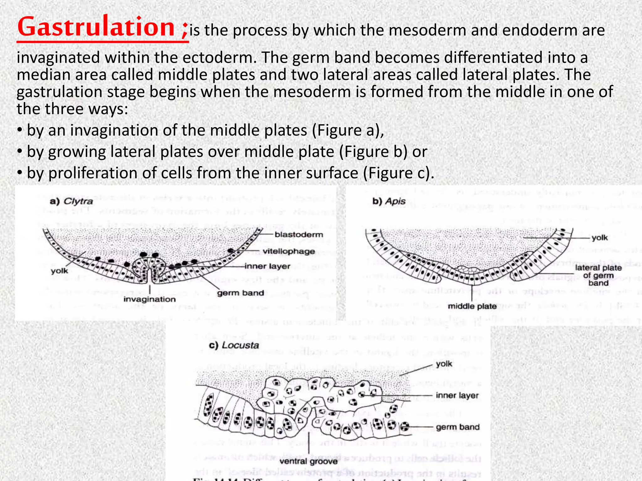 Gastrulation ;is the process by which the mesoderm and endoderm are
invaginated within the ectoderm. The germ band becomes differentiated into a
median area called middle plates and two lateral areas called lateral plates. The
gastrulation stage begins when the mesoderm is formed from the middle in one of
the three ways:
• by an invagination of the middle plates (Figure a),
• by growing lateral plates over middle plate (Figure b) or
• by proliferation of cells from the inner surface (Figure c).
 