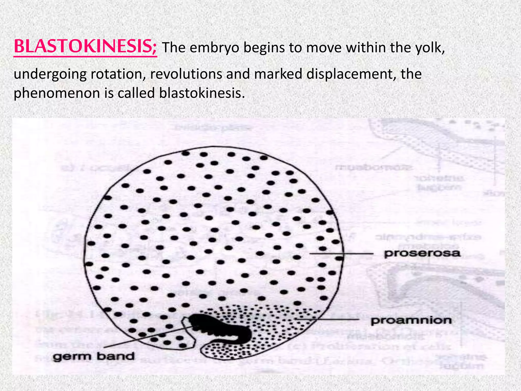 BLASTOKINESIS; The embryo begins to move within the yolk,
undergoing rotation, revolutions and marked displacement, the
phenomenon is called blastokinesis.
 