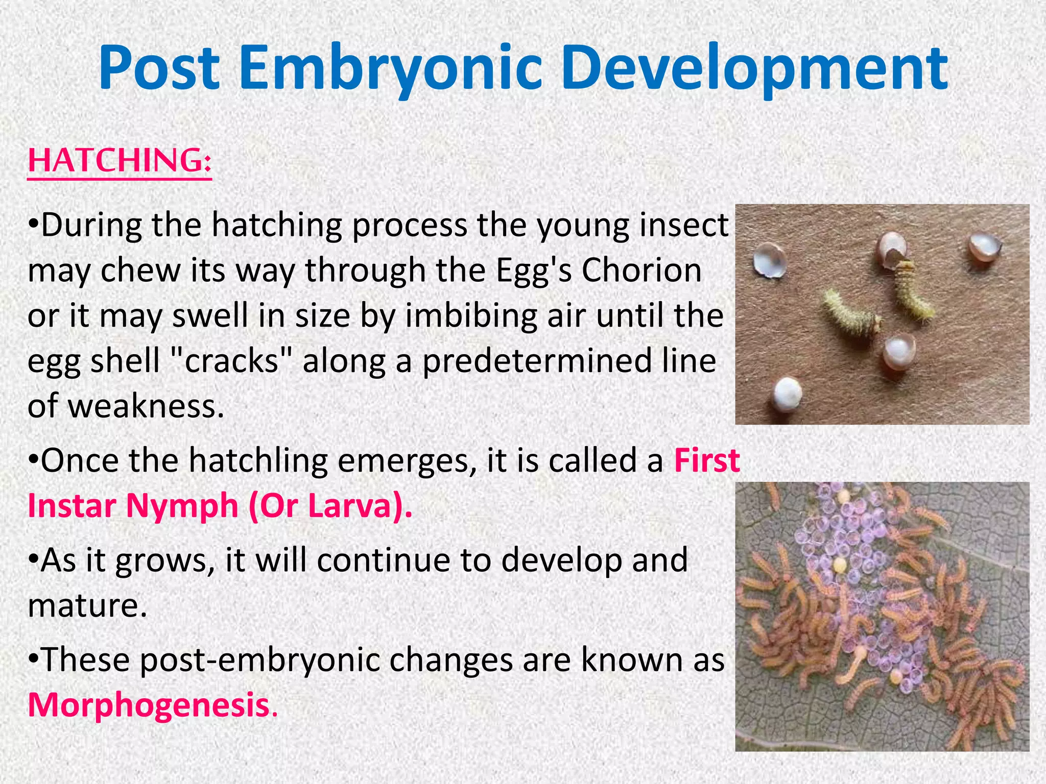 Post Embryonic Development
HATCHING:
•During the hatching process the young insect
may chew its way through the Egg's Chorion
or it may swell in size by imbibing air until the
egg shell "cracks" along a predetermined line
of weakness.
•Once the hatchling emerges, it is called a First
Instar Nymph (Or Larva).
•As it grows, it will continue to develop and
mature.
•These post-embryonic changes are known as
Morphogenesis.
 