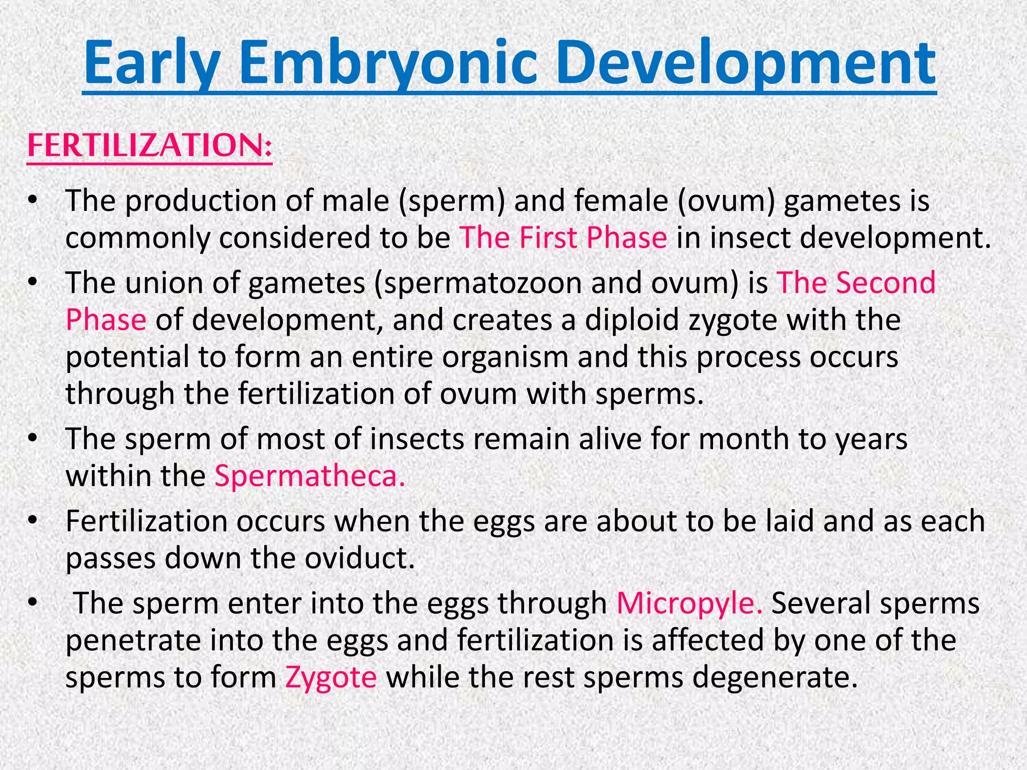 Early Embryonic Development
FERTILIZATION:
• The production of male (sperm) and female (ovum) gametes is
commonly considered to be The First Phase in insect development.
• The union of gametes (spermatozoon and ovum) is The Second
Phase of development, and creates a diploid zygote with the
potential to form an entire organism and this process occurs
through the fertilization of ovum with sperms.
• The sperm of most of insects remain alive for month to years
within the Spermatheca.
• Fertilization occurs when the eggs are about to be laid and as each
passes down the oviduct.
• The sperm enter into the eggs through Micropyle. Several sperms
penetrate into the eggs and fertilization is affected by one of the
sperms to form Zygote while the rest sperms degenerate.
 