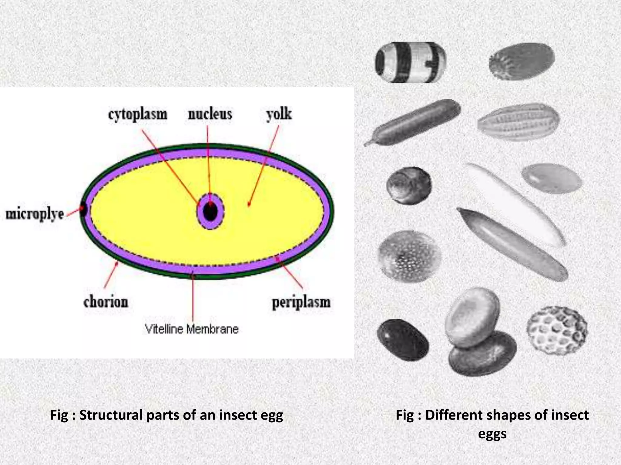 Fig : Different shapes of insect
eggs
Fig : Structural parts of an insect egg
 