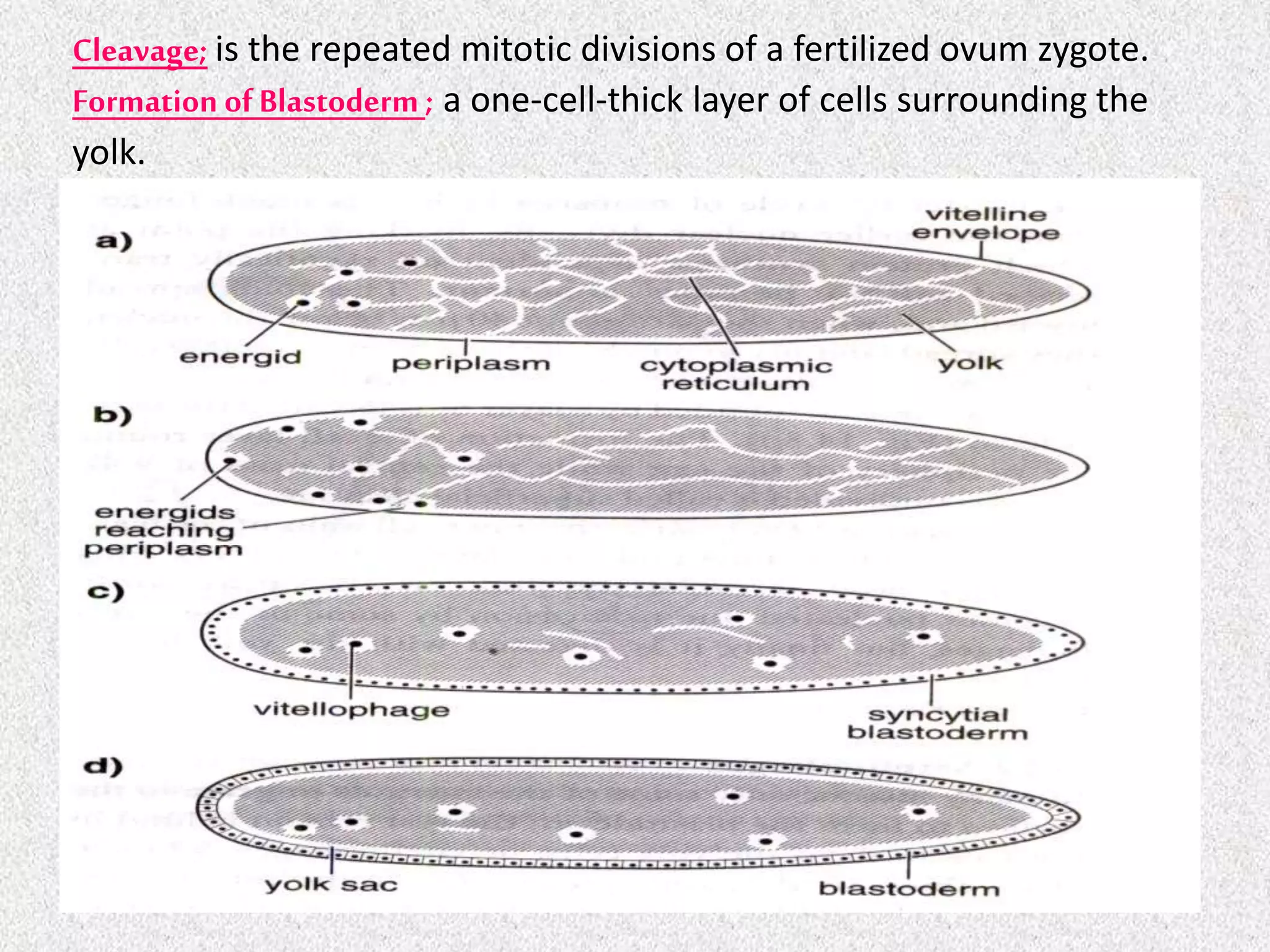 Cleavage; is the repeated mitotic divisions of a fertilized ovum zygote.
Formation ofBlastoderm ; a one-cell-thick layer of cells surrounding the
yolk.
 